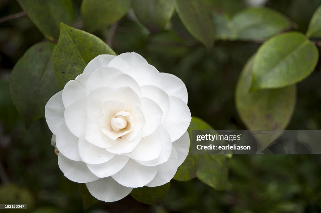 Pure White Camelia