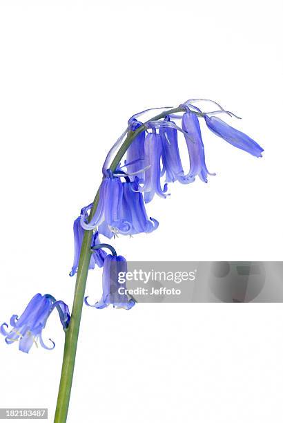 spring bluebell - bluebell stock pictures, royalty-free photos & images