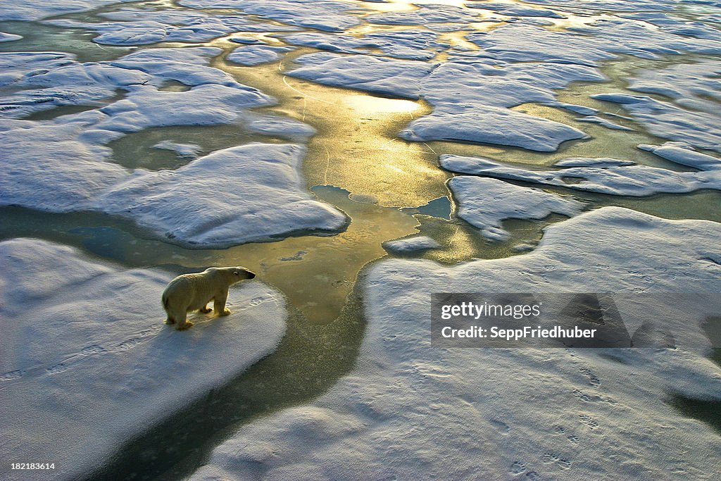 Polar bear on ice close to golden glittering water