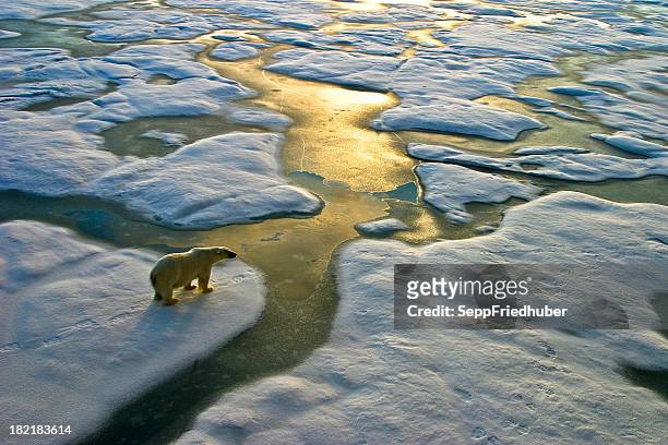 polar bear on ice close to golden glittering water - endangered species stock pictures, royalty-free photos & images