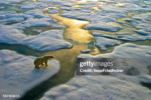 Polar bear on ice close to golden glittering water Polar bear on ice close to golden glittering water