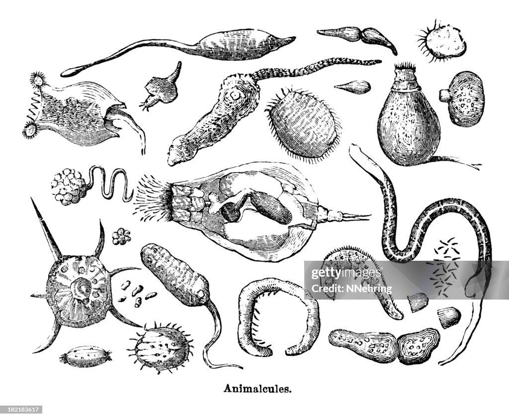 Animalcules or protoza engraving