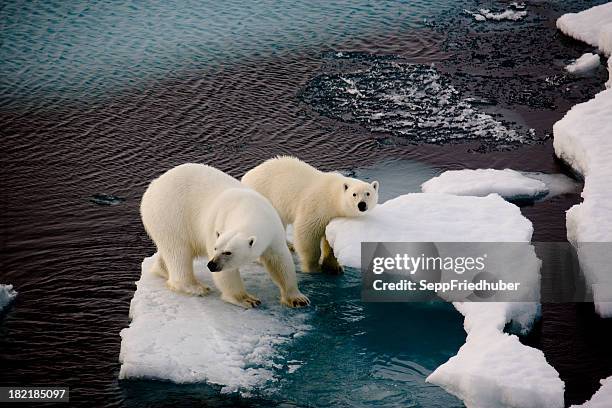 dois ursos polares em uma pequena placa de gelo - polar climate - fotografias e filmes do acervo