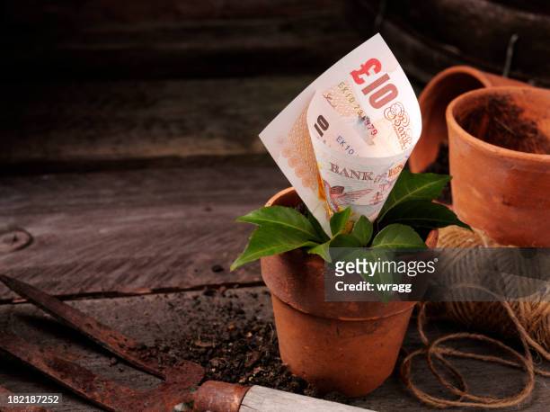 ten pound wachsenden in einer pflanze pot - glückskastanie stock-fotos und bilder