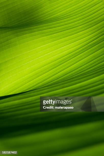 nahaufnahme auf einer grünen bananenblatt - botany stock-fotos und bilder