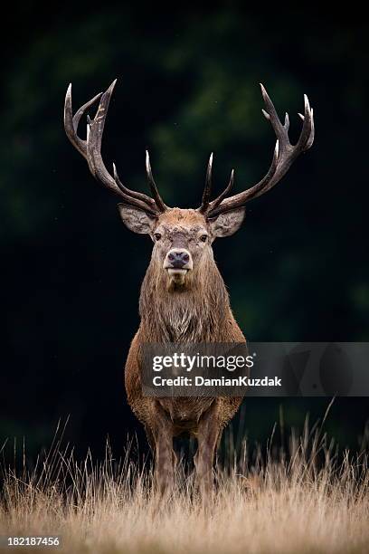 red deer - edelhert stockfoto's en -beelden