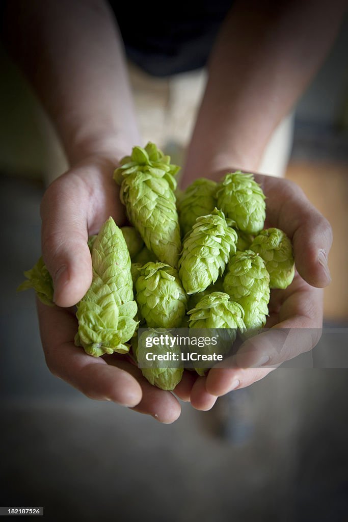 Fresh Hops Ready for Beer