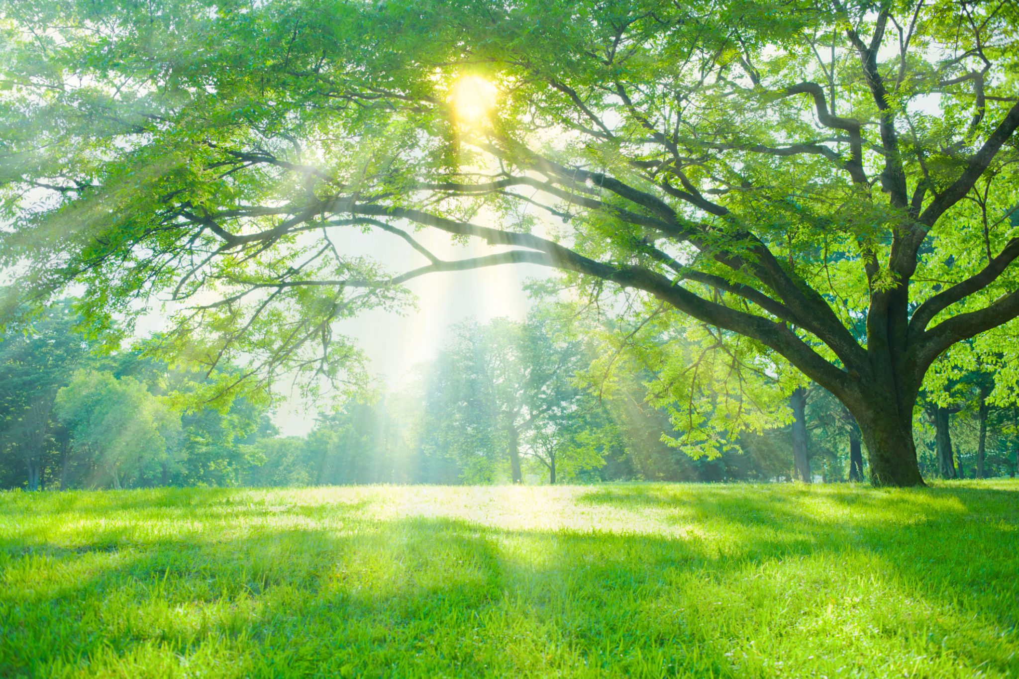 healthy trees