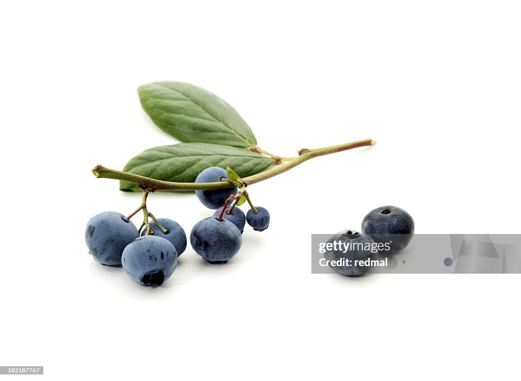 Fresh picked blueberries on a stem