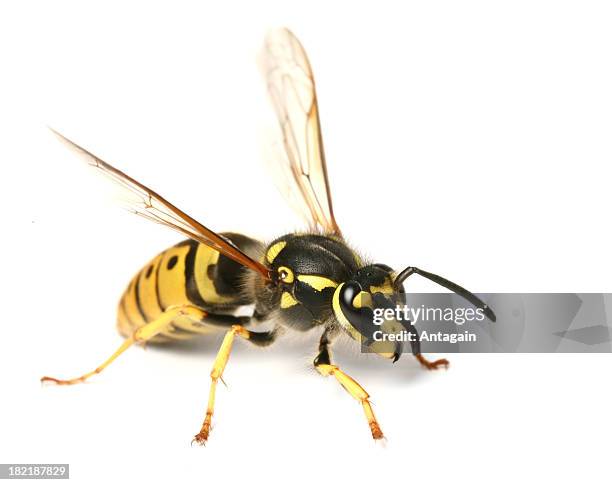 wasp - hornets stock pictures, royalty-free photos & images