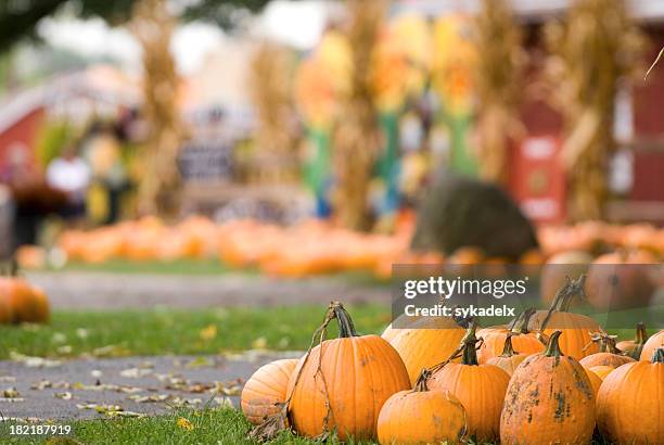 pumpkin farm fun - autumn harvest stock pictures, royalty-free photos & images