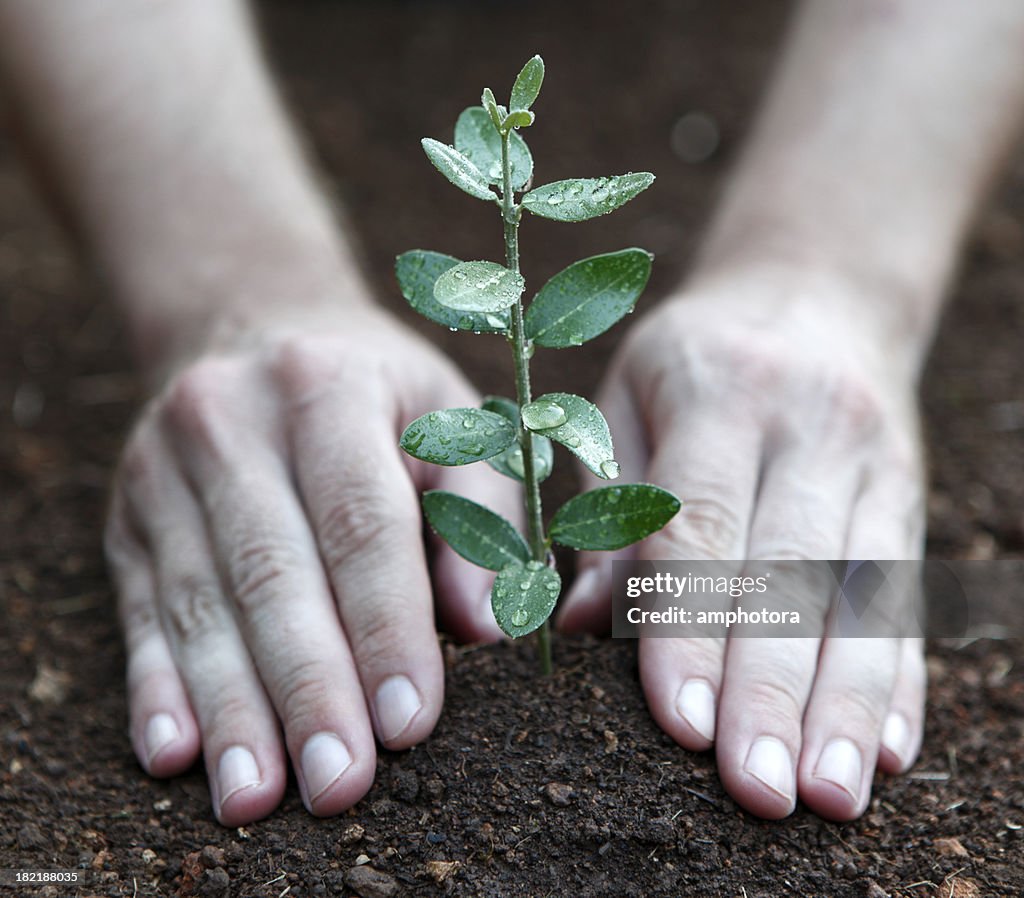 Tree Planting