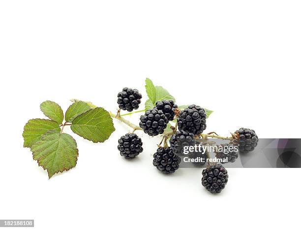 blackberry - blackberry fruit stock pictures, royalty-free photos & images