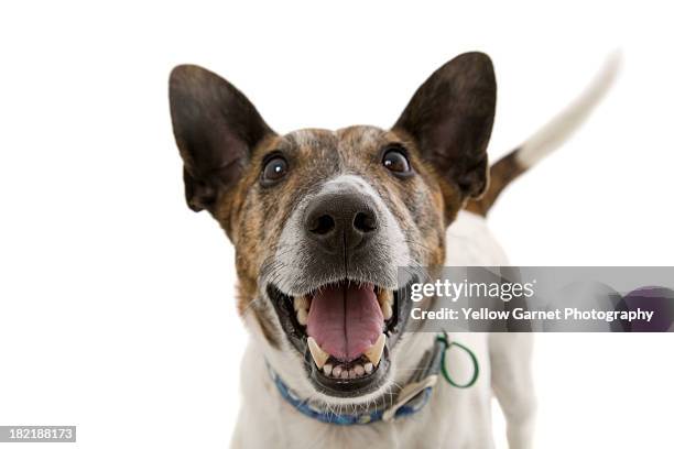 happy dog smiling isolated - animal teeth stock pictures, royalty-free photos & images