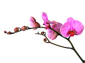 Close-up of elegant pink orchid twig