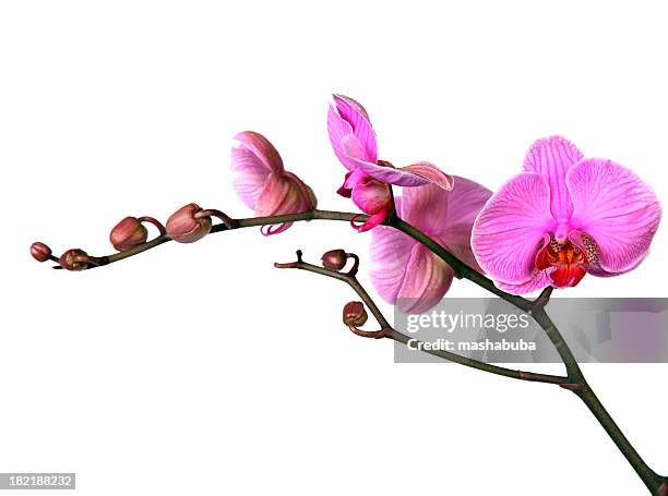 close-up of elegant pink orchid twig - tropical flower 個照片及圖片檔