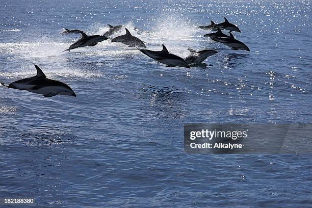 pod of jumping dolphins - kaikoura stock pictures, royalty-free photos & images
