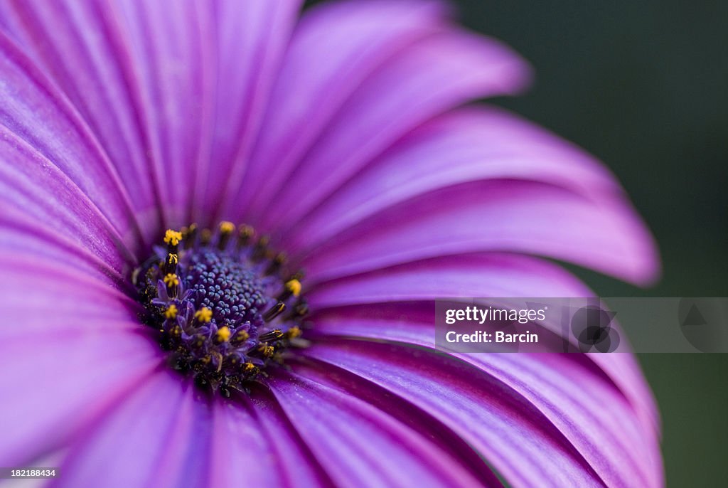 Purple flower