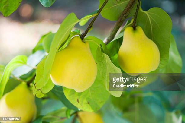 ripe quinces on the tree - kweepeer stockfoto's en -beelden