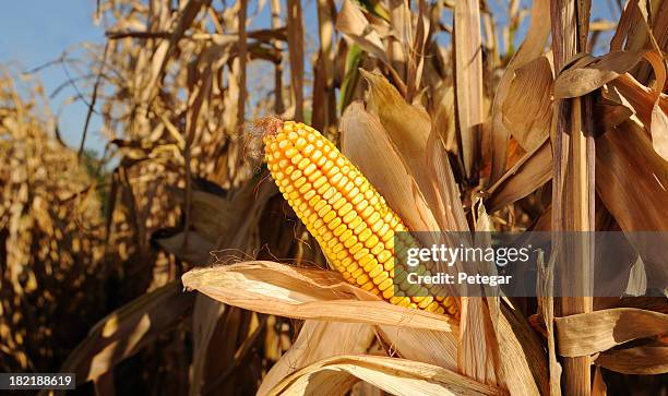 sweetcorn growing in a cornfield under a blue sky - suikermais stockfoto's en -beelden