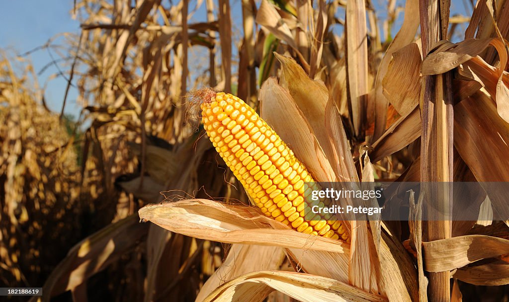 Sweetcorn growing in a cornfield under a blue sky