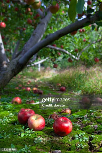 fallen fruit - fruit-falling-from-tree stock pictures, royalty-free photos & images