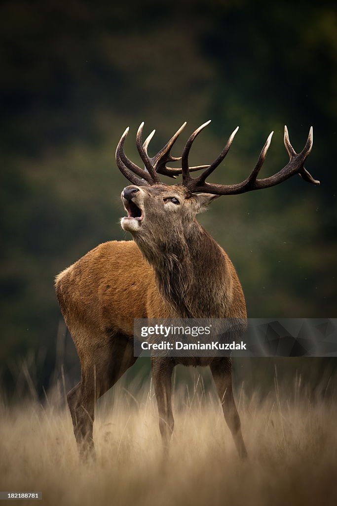 Red Deer