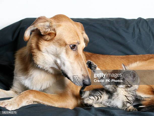 hund und katze - cat and dog together stock-fotos und bilder