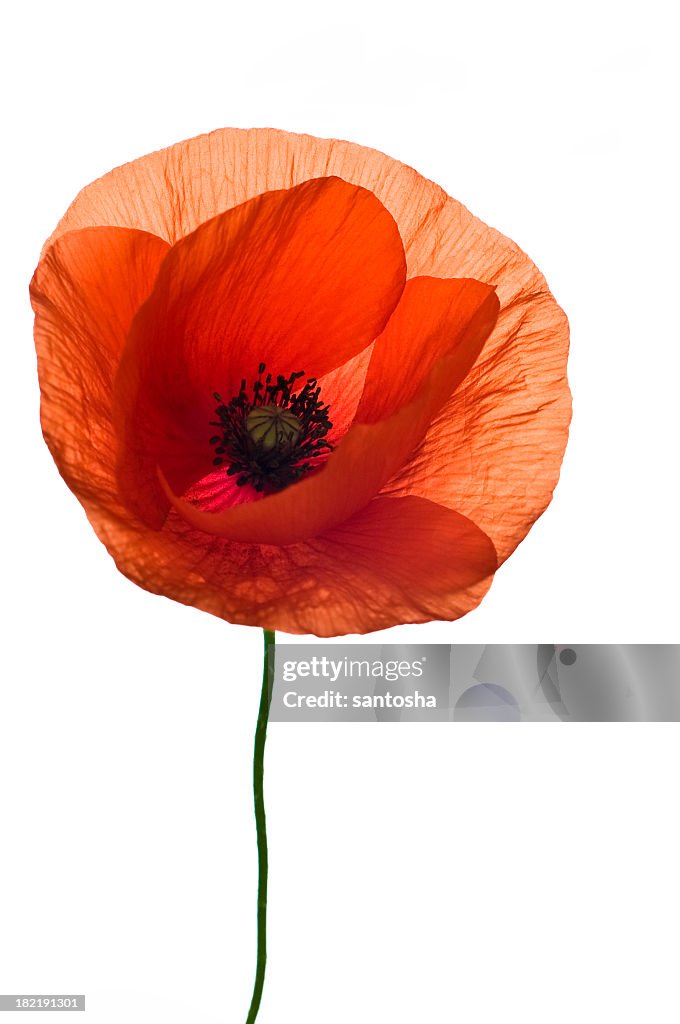 A single red poppy flower on a white background