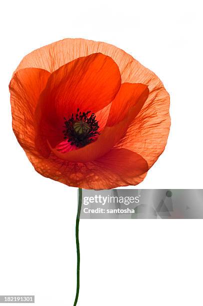 a single red poppy flower on a white background - corn poppy stock pictures, royalty-free photos & images