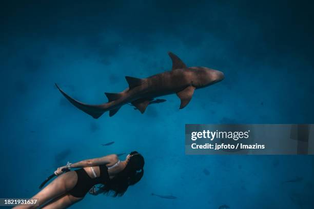 maldives sea life, diving with sharks - aqua jogging photos et images de collection