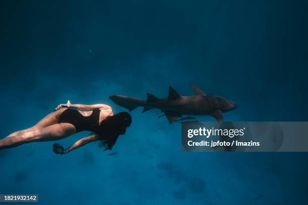 maldives sea life, diving with sharks - aqua jogging stock pictures, royalty-free photos & images