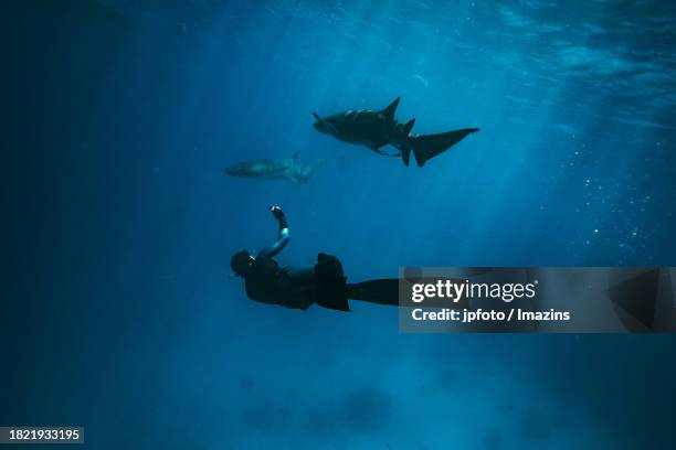 maldives sea life, diving with sharks - aqua jogging stock pictures, royalty-free photos & images