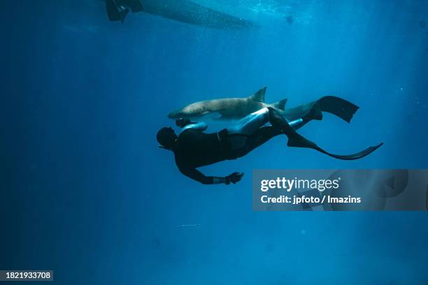 maldives sea life, diving with sharks - aqua jogging stock pictures, royalty-free photos & images