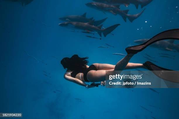 maldives sea life, diving with sharks - aqua jogging photos et images de collection