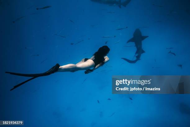 maldives sea life, diving with sharks - aqua jogging photos et images de collection