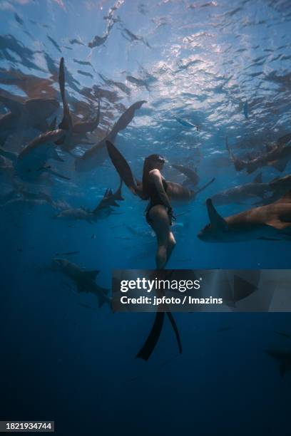 maldives sea life, diving with sharks - aqua jogging photos et images de collection