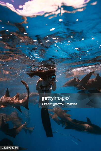 maldives sea life, diving with sharks - aqua jogging stock pictures, royalty-free photos & images