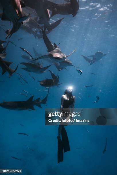 maldives sea life, diving with sharks - aqua jogging stock pictures, royalty-free photos & images