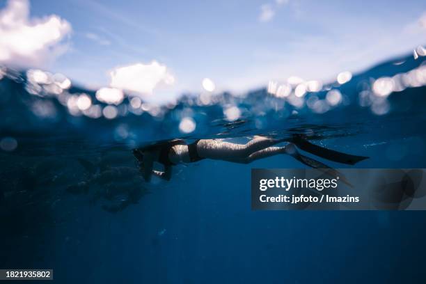 maldives sea life, diving with sharks - aqua jogging photos et images de collection