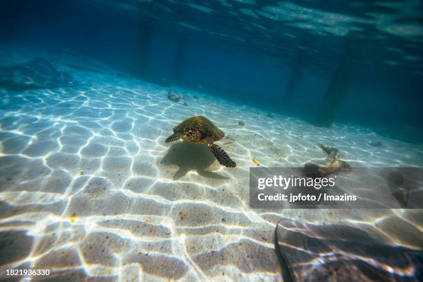 Drippy Turtle 79 Dripping Turtle Stock Photos, High-Res Pictures, and Images - Getty ...