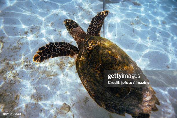 Drippy Turtle 79 Dripping Turtle Stock Photos, High-Res Pictures, and Images - Getty ...