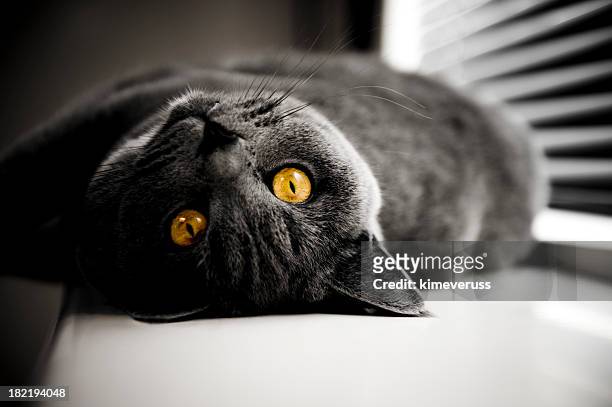 Cat British Shorthair yellow eyes in dark room