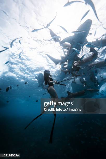 maldives sea life, diving with sharks - aqua jogging photos et images de collection