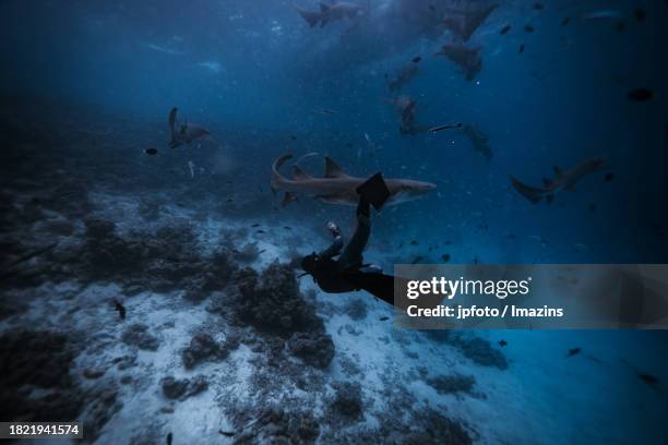 maldives sea life, diving with sharks - aqua jogging stock pictures, royalty-free photos & images