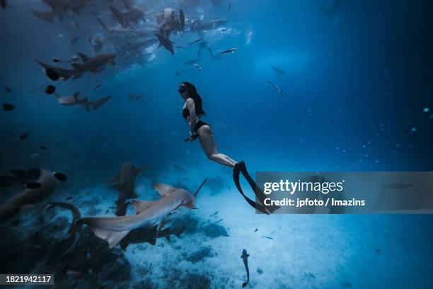 maldives sea life, diving with sharks - aqua jogging stock pictures, royalty-free photos & images