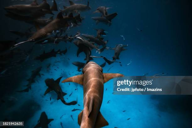 maldives sea life, diving with sharks - aqua jogging stock pictures, royalty-free photos & images