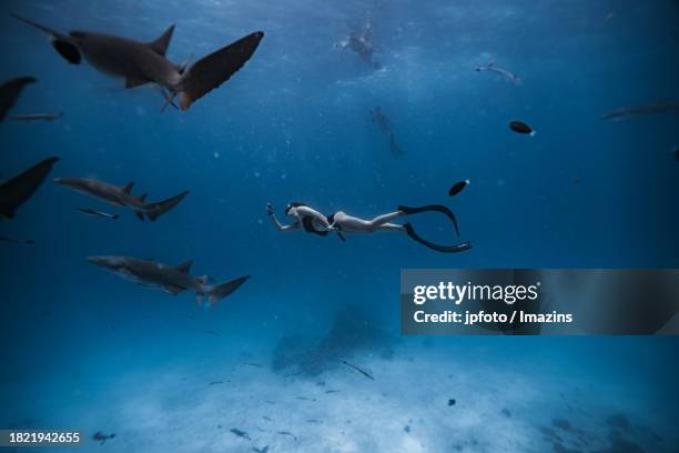 maldives sea life, diving with sharks - aqua jogging stock pictures, royalty-free photos & images