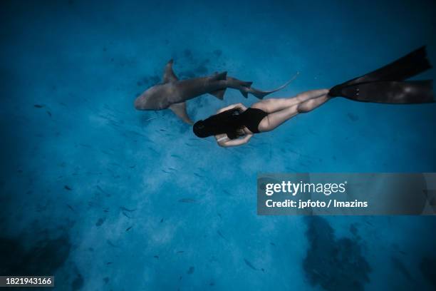 maldives sea life, diving with sharks - aqua jogging stock pictures, royalty-free photos & images