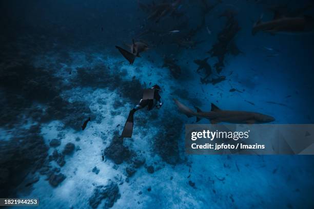 maldives sea life, diving with sharks - aqua jogging stock pictures, royalty-free photos & images